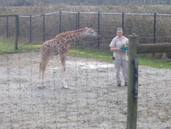 zoo-baby-giraffe-350-x-264.jpg